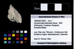 Foto (Objekt + Etikett) von Goniodromites bidentatus (Reuss, 1859)  (NHMW-GEO-1990-0041-3952)